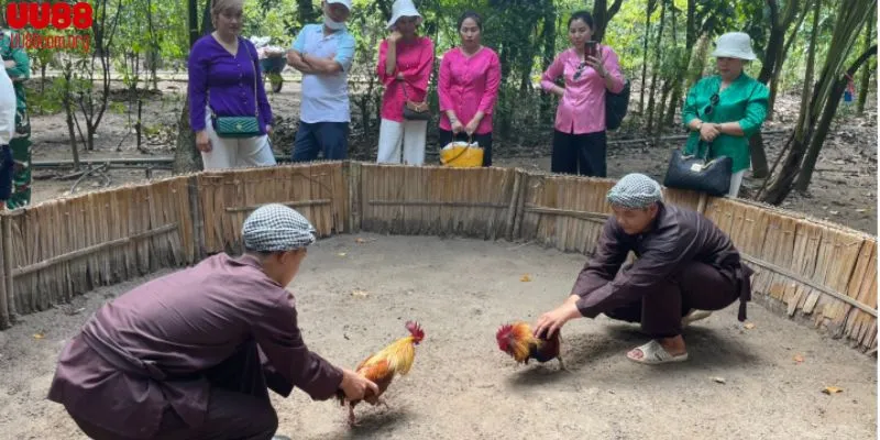 Không khí sôi động trong sảnh đá gà UU88