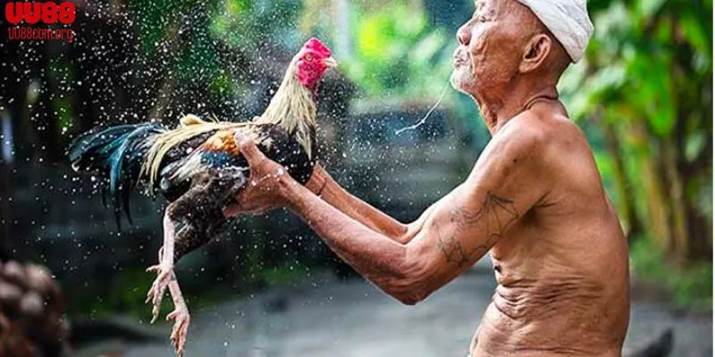 Những loại gà chiến được ưa chuộng trên UU88